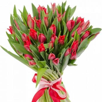 Красные тюльпаны 25 шт код товара  146160